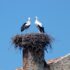 Stork-Watching in Silves