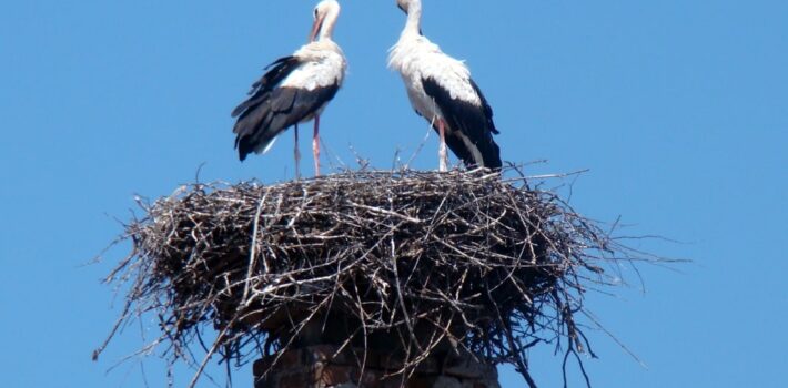 Stork-Watching in Silves